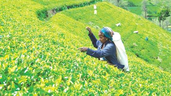 Performance of Sri Lankan tea industry: Present and future scenario