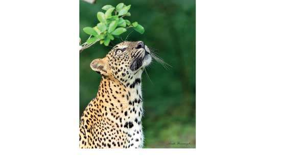 National Leopard Day 2023 Bridging the gap of coexistence between leopards and humans