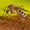 Don’t guess at home whether it’s dengue or flu-get checked early: Doctors