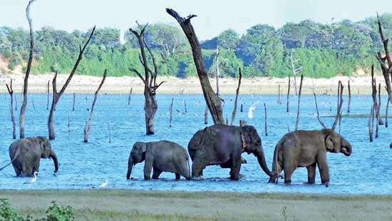 Sri Lanka can achieve a greener and more prosperous future