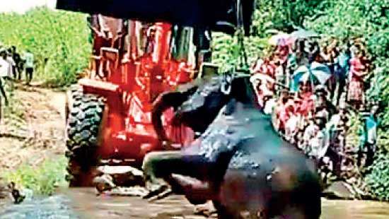 Two jumbos drown in causeway