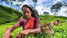 State Min calls for capacity building in tea smallholder sector