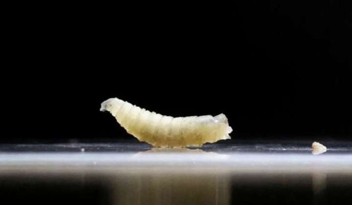 Cases of flesh-eating screwworm on the rise in Mexico