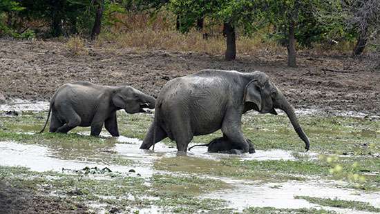 Trekking in search of water...