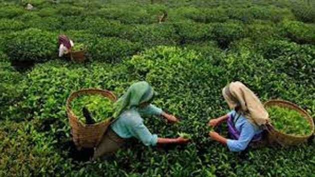 Agreement signed to increase plantation workers’ salaries
