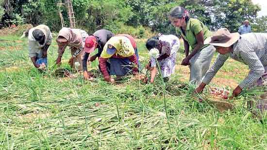 Big onion cultivators fear market collapse amid unrestricted Imports