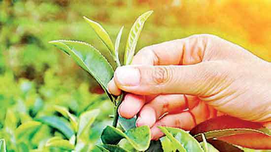 2024 tea sale average climbs