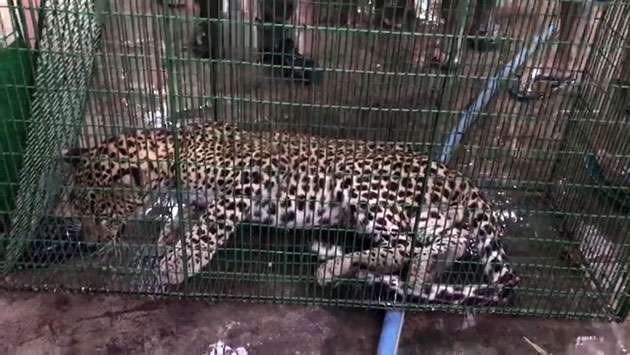 Leopard seeks shelter from floods in Mullaitivu home