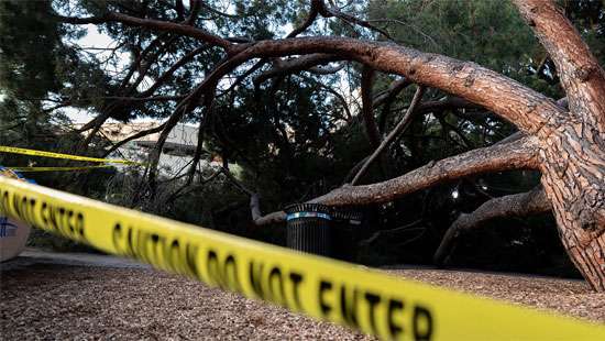 Tree collapses killing pre-grade student, injuring three others