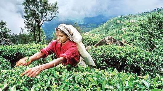 Tea auction sees strong demand; 5.4 MnKg tea offered