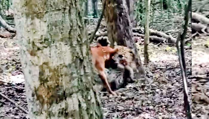 Dogs used as bait to lure Leopards for tourists: AWC raises alarm