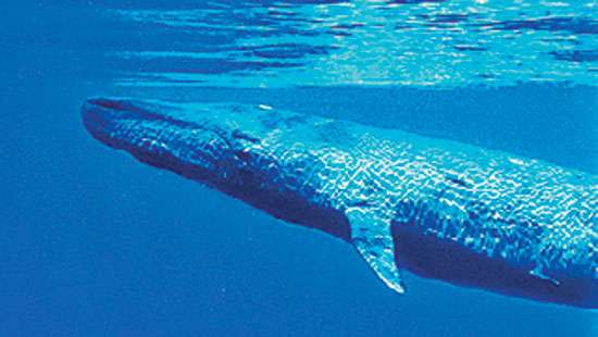 Killing of Blue Whales - DM report prompts probe