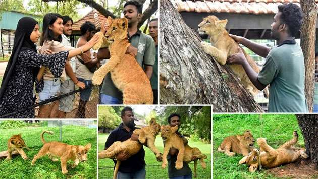 Two lion cubs attract visitors at Dehiwala Zoo