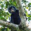 New monkey species with orange lips found ’hiding’ in DR Congo forest