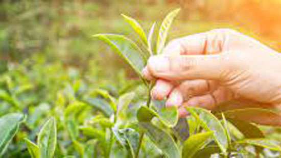Major tea export company in SL has been evading taxes: Govt. MP reveals
