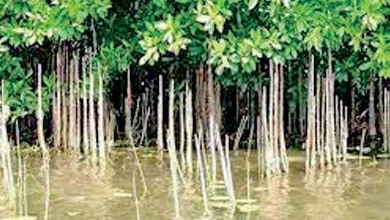 Empowering Green Entrepreneurs Sri Lanka’s ambitious initiative for mangrove restoration