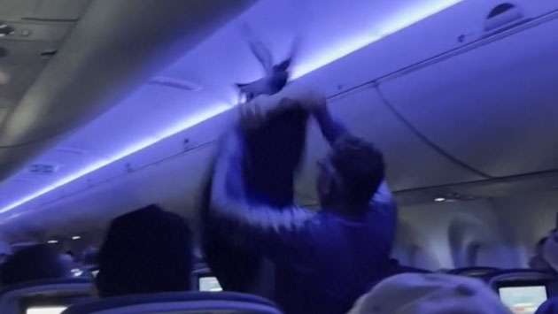 Loose pigeons cause havoc on plane before take-off