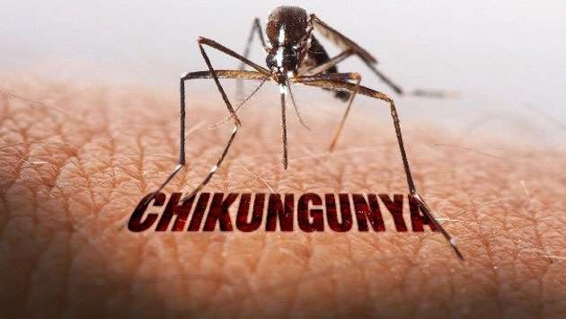 Has Chikungunya been contained?