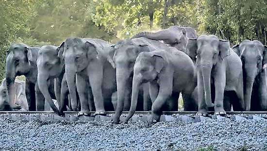 Is the underpass for  wild elephants a  white elephant?