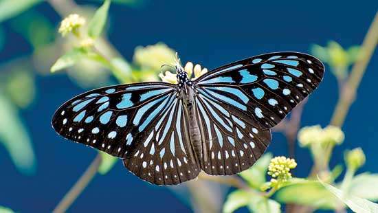 On a mission  To save butterflies in peril