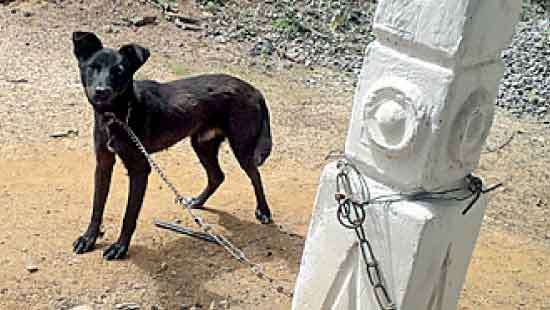 Five of one family in hospital-Pet Dog waiting for them