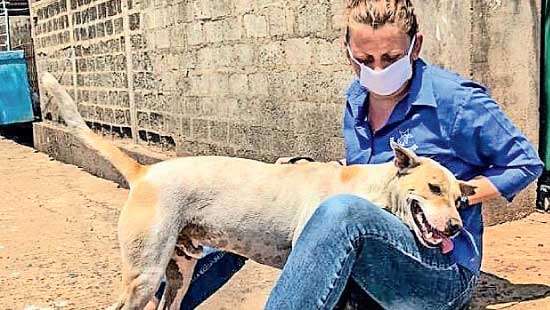 Sam receives British Empire  Medal for rescuing strayanimal stars
