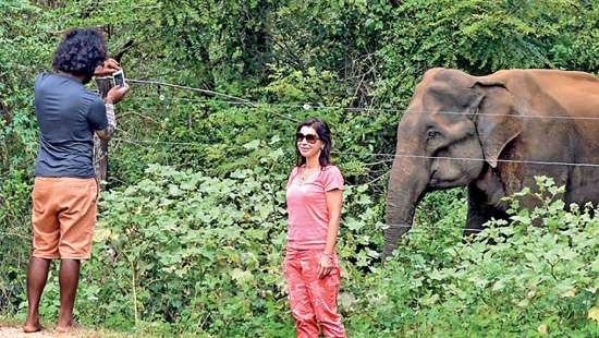 Wild elephants in Sri Lanka: National asset, not liability