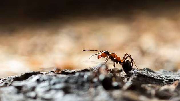 Toddler died in agony after being bitten by fire ants