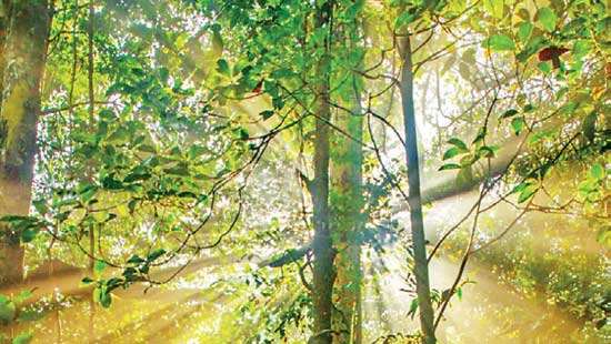Review of the publication ‘Sinharaja’  A book that converts science into a story that nudges readers to visit Sinharaja