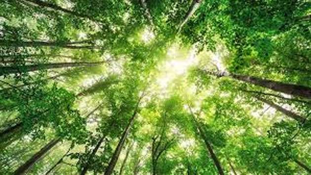 50 forests to be gazetted as protected areas