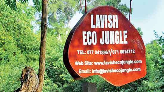 ‘Lavish Eco Jungle’  An oasis in the jungle