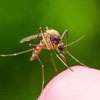 Govt. to bring BTI bacteria to control dengue: Dr. Jayatissa