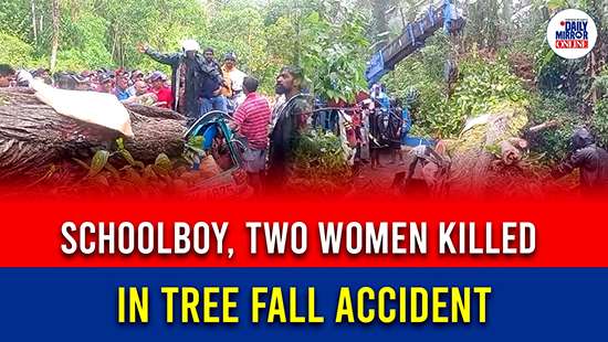 Schoolboy, two women killed in tree fall accident