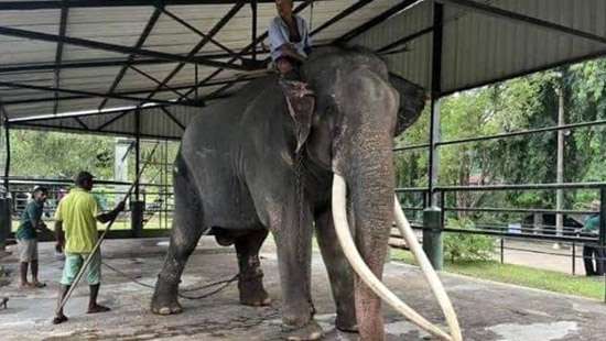 Thai elephant in SL: Ailing elephant’s return flight date not locked in