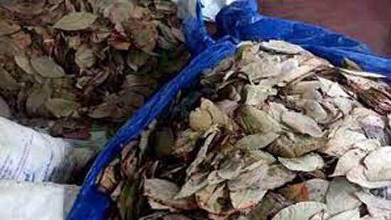 5 held for attempting to smuggle beedi leaves to Sri Lanka