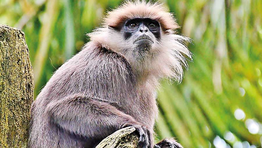 Western  purple-faced langurs see blue!