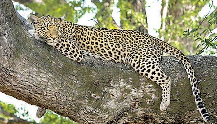 Leopards spotted inside Peradeniya University, safety notice issued