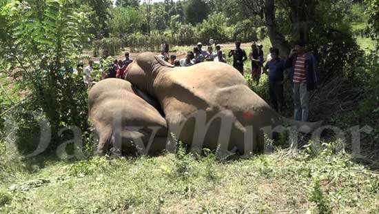 Two jumbos die on top of each other