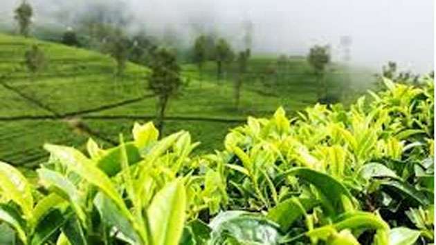 Sri Lanka’s tea output set to grow 10–12% in 2026 despite cyclone losses