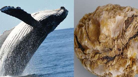 Police bust highly-valued ambergris smuggling racket; two arrested