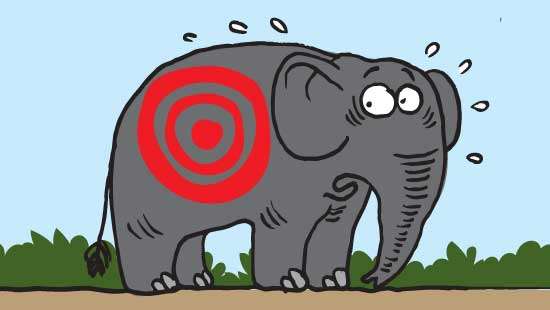 Another brutal elephant death highlights humanity’s wickedness