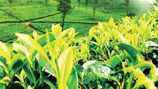 Colombo Tea Auction sees offering of 4.98 MnKgs this week