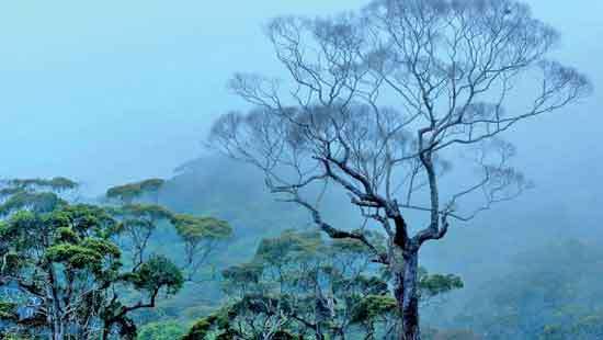 Martin of Sinharaja: The forest’s gentle guardian