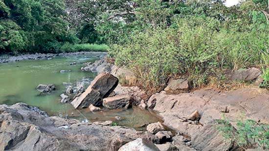 ‘Giant Mimosa’ invasion spreads anxiety