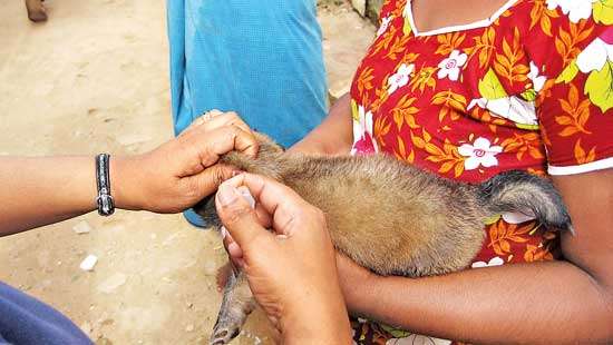 SL sees bleak future as Health Ministry grabs rabies programme