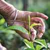 ‘Two leaves and a bud’ becoming fiction as climate change hits tea: Dilmah Chief