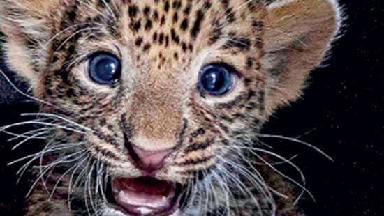 Leave leopard cubs alone: Wildlife Dept.