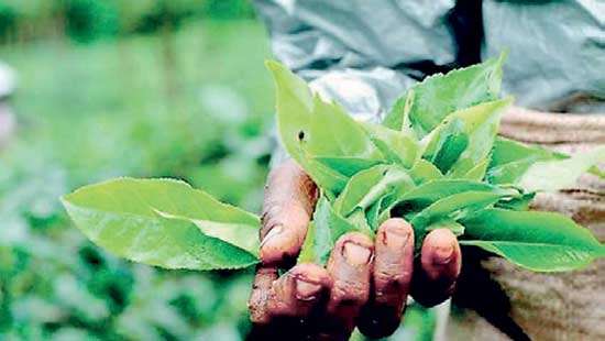 1Q tea output expands 6.2% YoY on broad elevation gains