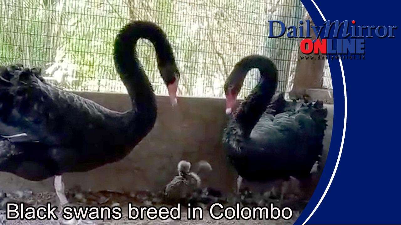 Black swans breed in Colombo