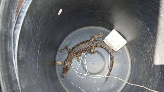 Man fined for illegal possession of baby crocodile in Aluthgama